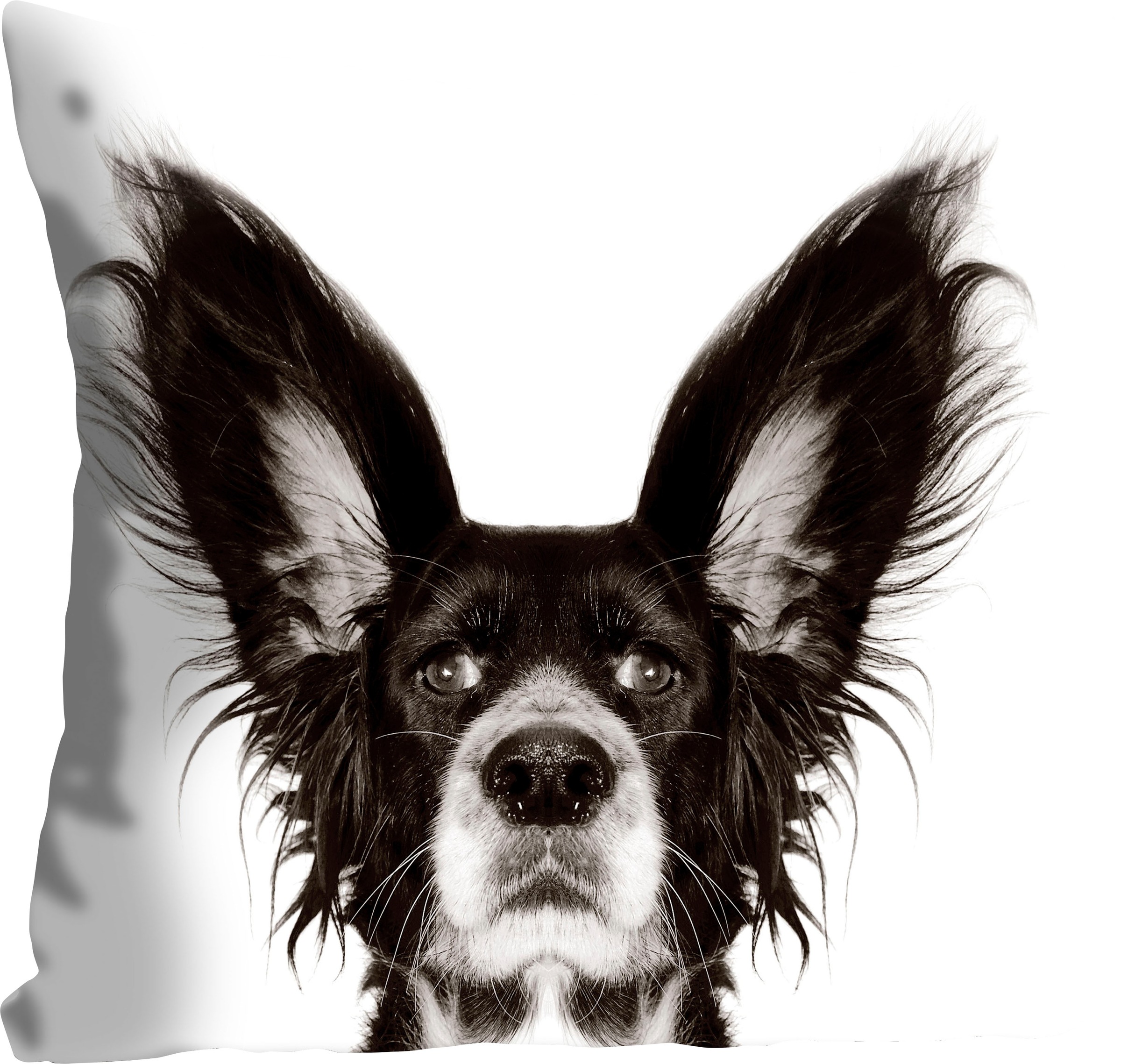 queence Dekokissen »Benni«, mit einem Hund mit spitzen Ohren, Kissenhülle ohne Füllung, 1 Stück