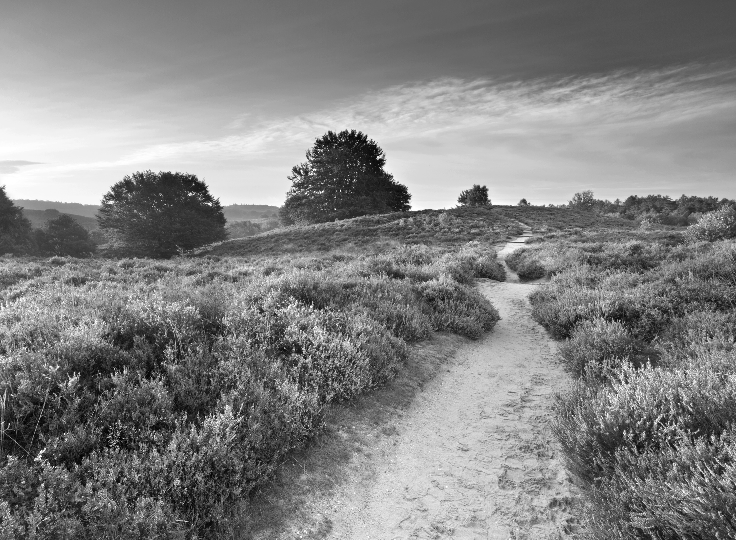 Fototapete »Feldweg Schwarz & Weiss«