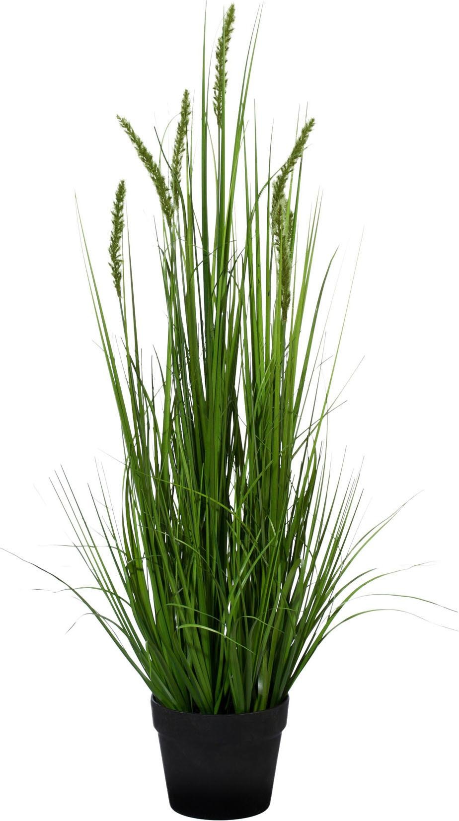 Image of Creativ green Kunstpflanze »Penisetum« bei Ackermann Versand Schweiz