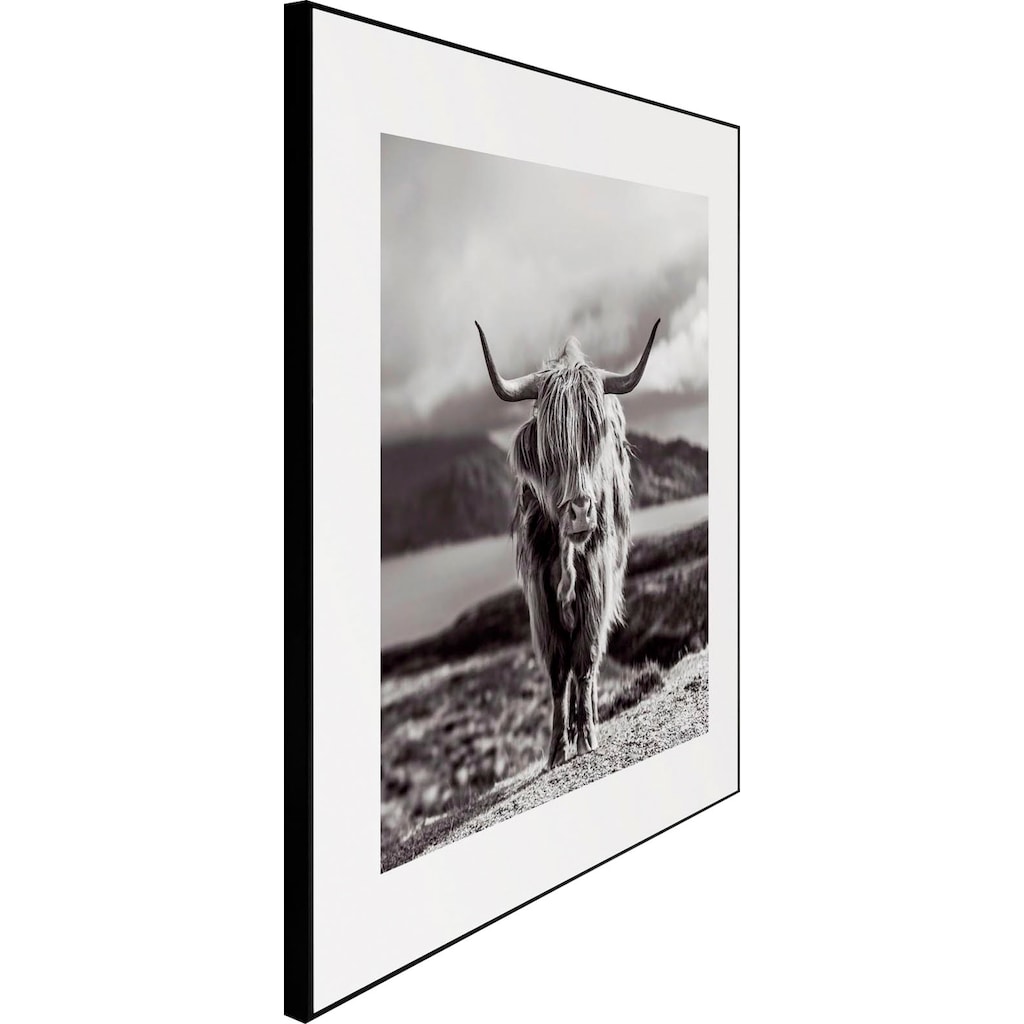 Reinders! Wandbild »Slim Frame Black 50x50 Highland Cow«