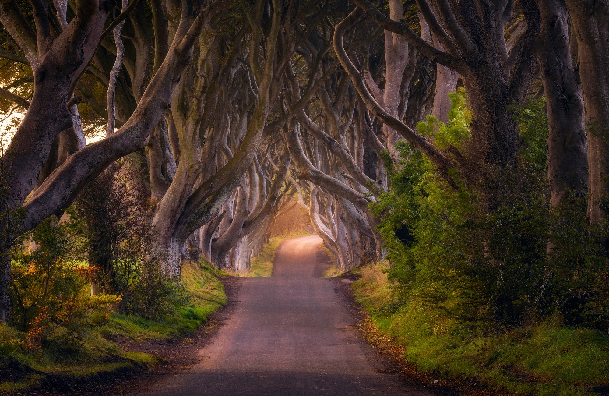 Image of Papermoon Fototapete »Photo-Art DANIEL GASTAGER, DIE GLÜHENDEN HEDGES«, Vliestapete, hochwertiger Digitaldruck, inklusive Kleister bei Ackermann Versand Schweiz