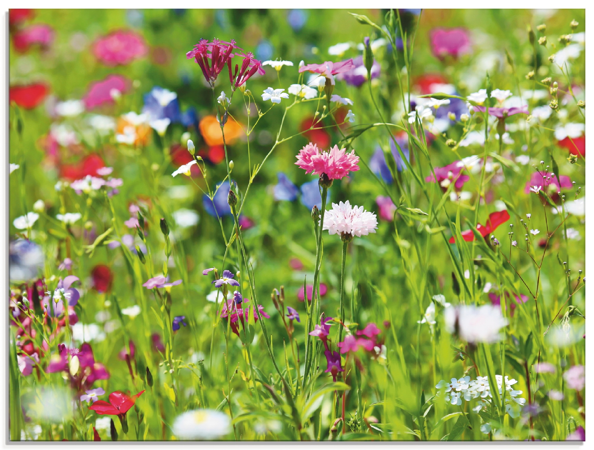 Image of Artland Glasbild "Blumenwiese I" Blumenwiese 1 Stk. tlg. in verschiedenen Grössen