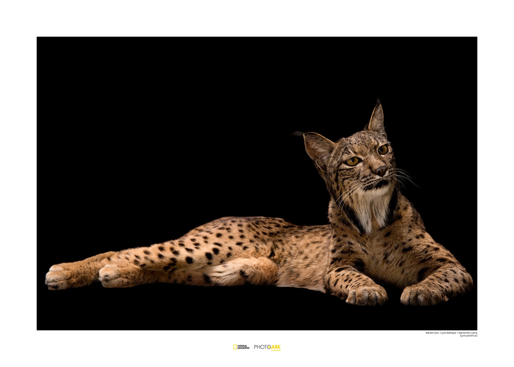 Image of Komar Poster »Iberian Lynx«, Tiere, Höhe: 40cm bei Ackermann Versand Schweiz