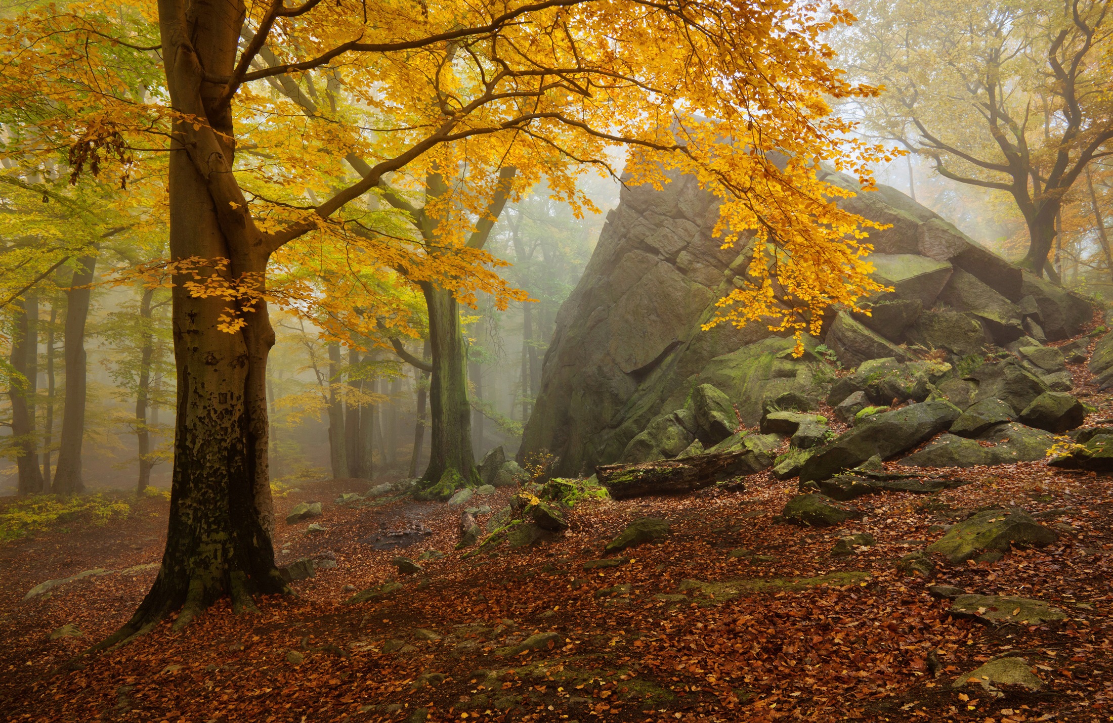 Image of Papermoon Fototapete »Photo-Art DANIEL Å˜EÅ˜ICHA, HERBSTWALD«, Vliestapete, hochwertiger Digitaldruck, inklusive Kleister bei Ackermann Versand Schweiz