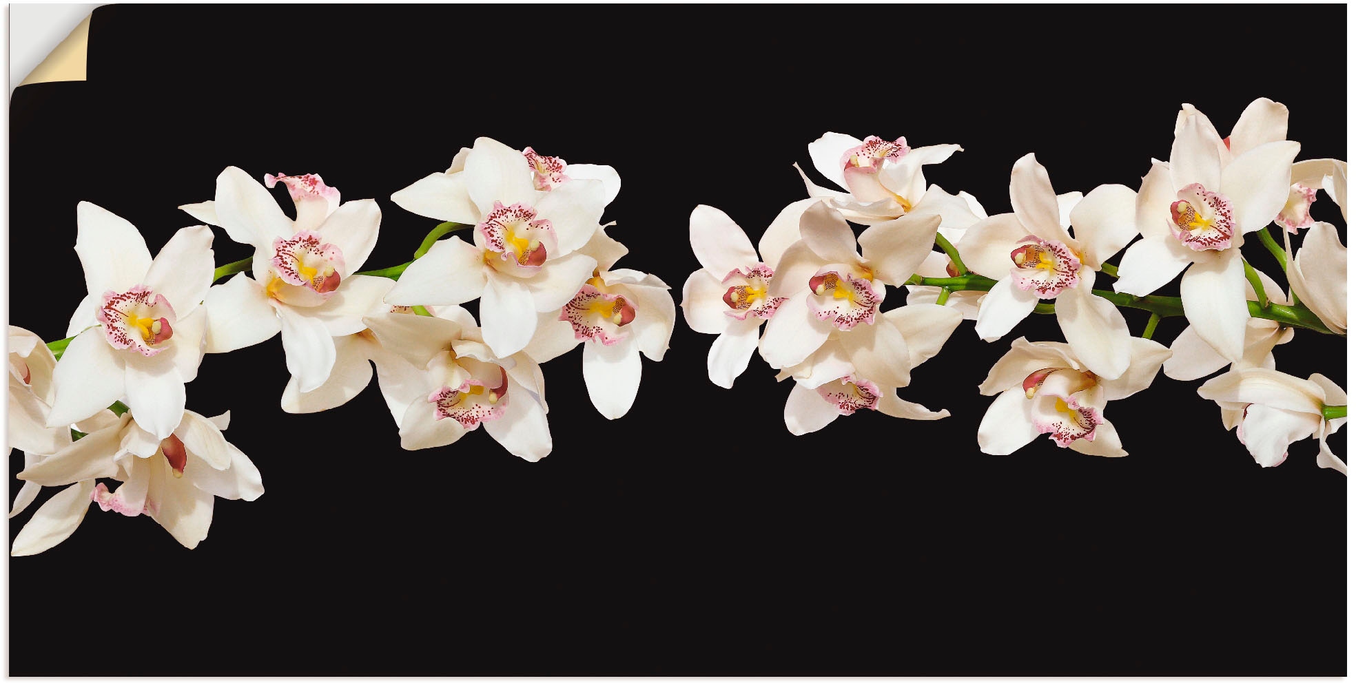 Wandfolie »Weisse Orchideen«, Blumen, (1 St.), selbstklebend