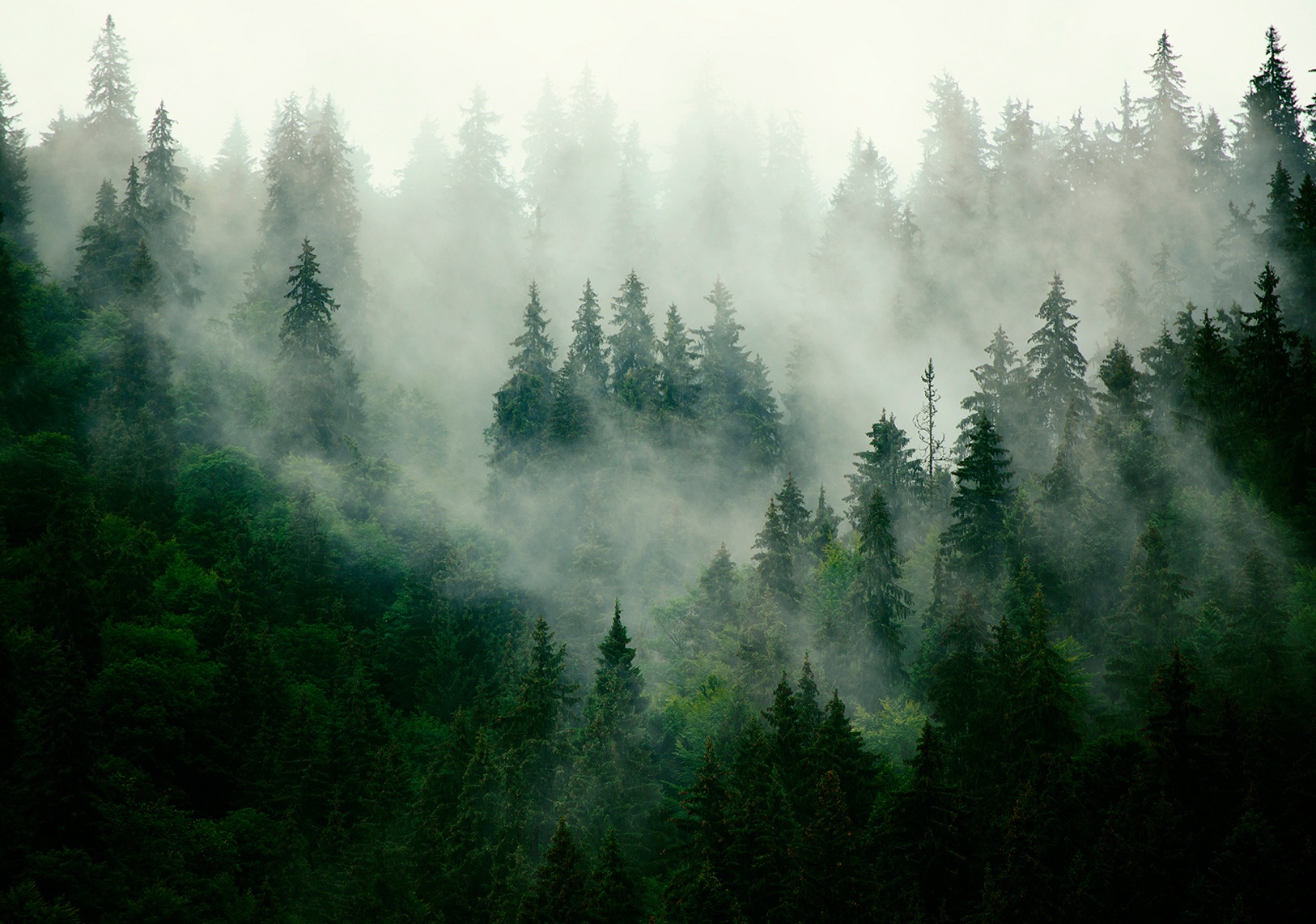 Image of Consalnet Vliestapete »Wald im Nebel«, grafisch, in verschiedenen Grössen, natur, bäume, fototapete für Wohnzimmer oder Schlafzimmer bei Ackermann Versand Schweiz