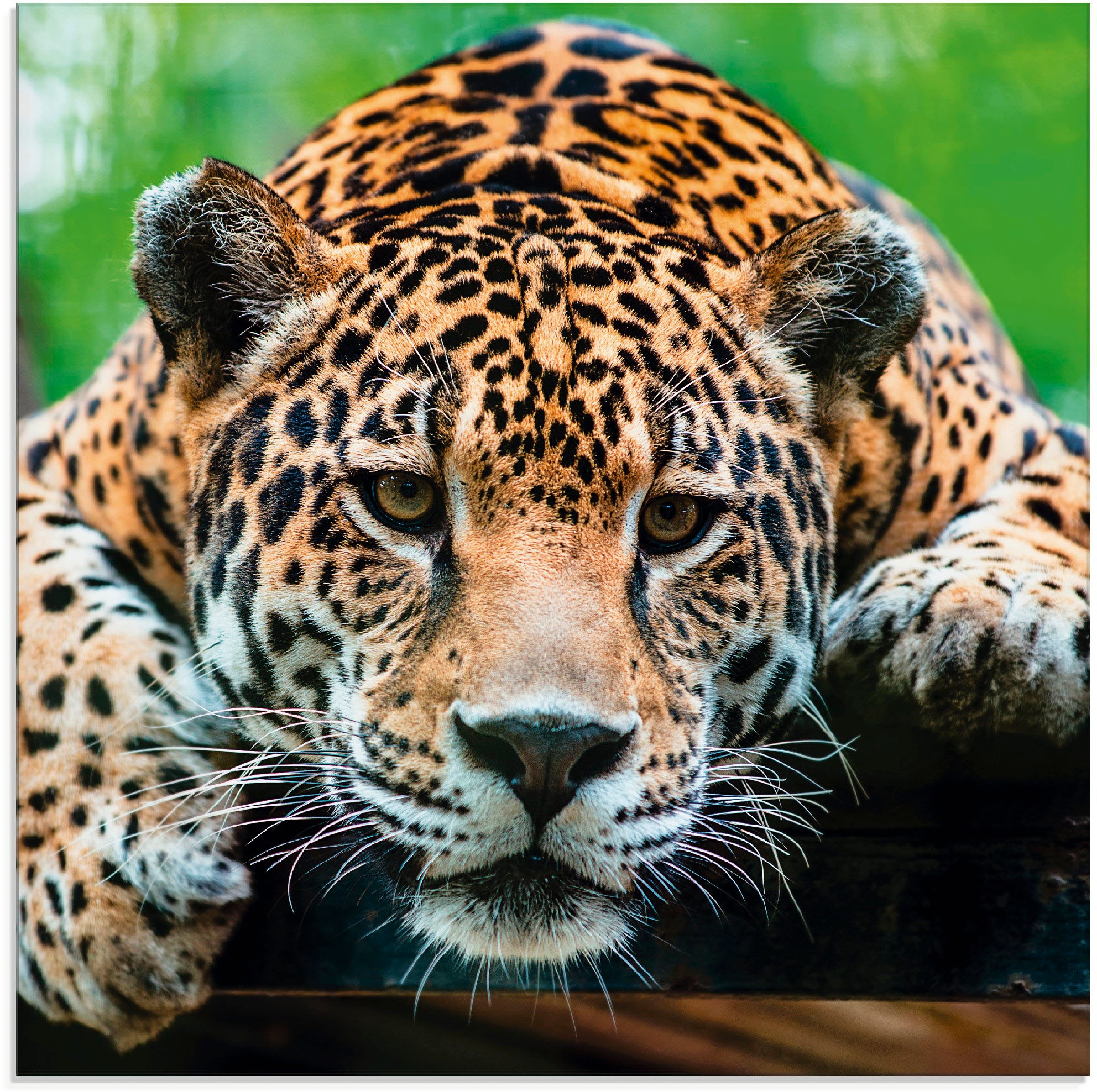 Image of Artland Glasbild "Südamerikanischer Jaguar" Wildtiere 1 Stk. tlg. in verschiedenen Grössen