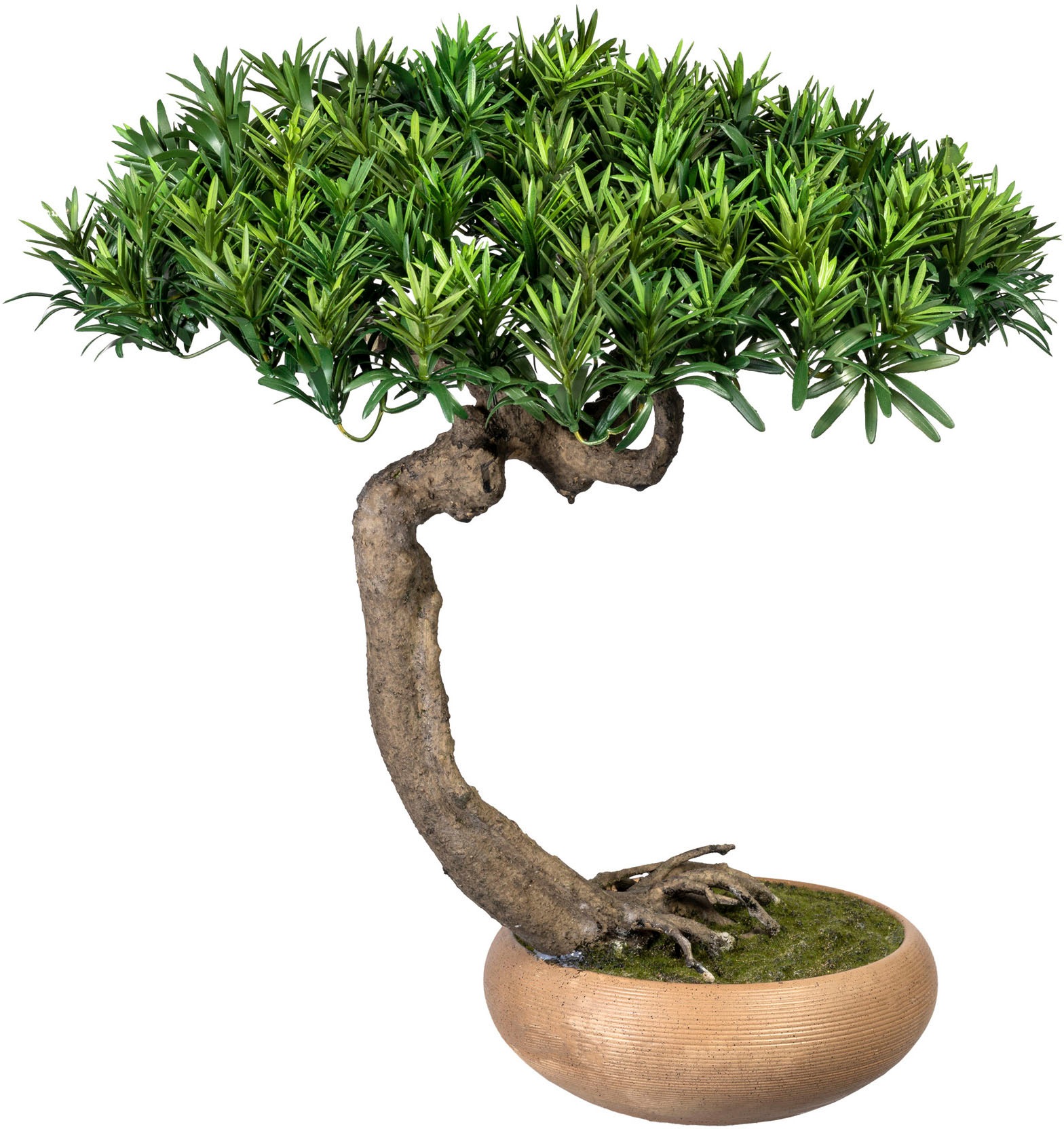 Image of Creativ green Kunstbonsai »Bonsai Podocarpus Shankan«, (1 St.), in Keramikschale bei Ackermann Versand Schweiz