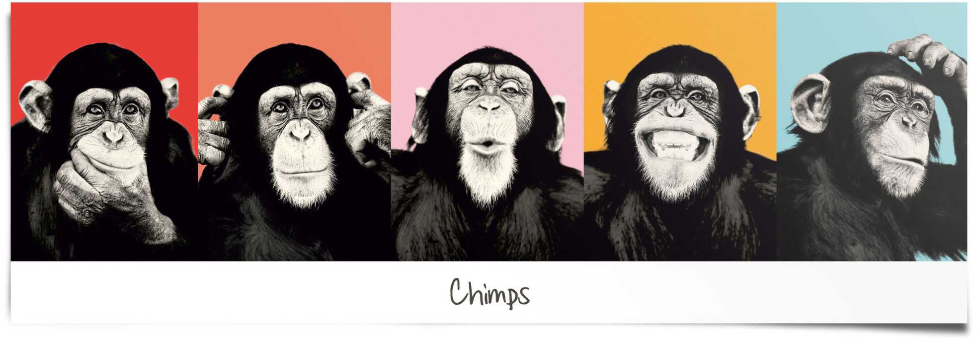 Image of Reinders Poster "Schimpanse Pop" 1 Stk. tlg.