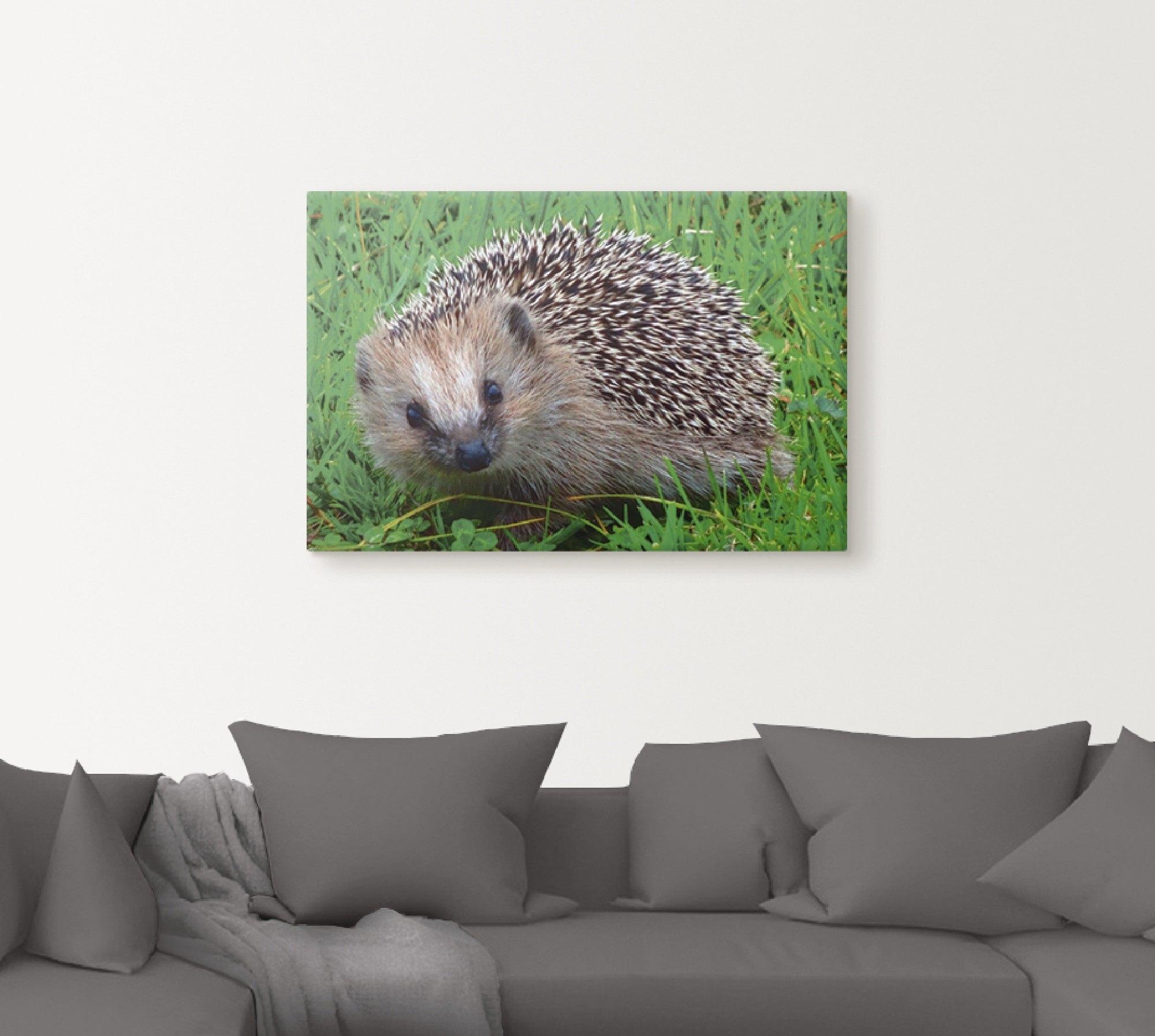 Artland Wandbild »Igel Blick«, Wildtiere, Leinwandbild, Grössen St.), Poster (1 versch. kaufen oder Wandaufkleber als Alubild, in jetzt