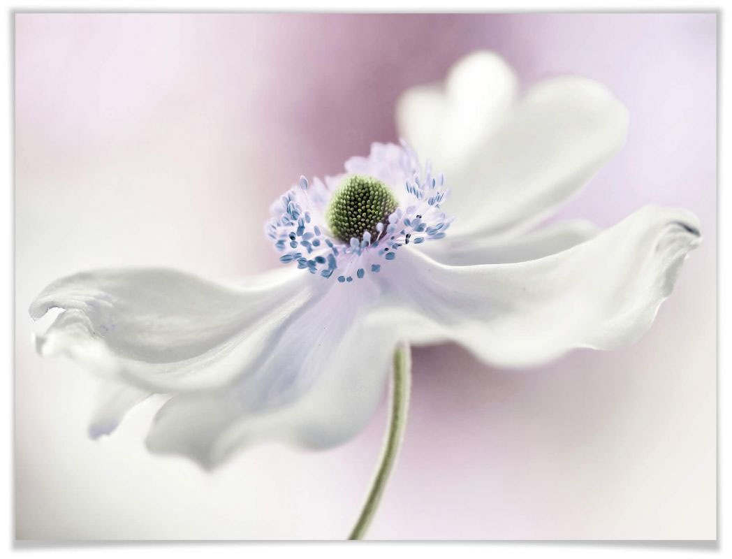 Image of Wall-Art Poster »Anemone«, Pflanzen, (1 St.) bei Ackermann Versand Schweiz
