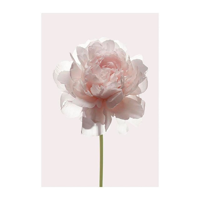 Komar Poster »Rose«, Blumen, (1 St.), Kinderzimmer, Schlafzimmer, Wohnzimmer