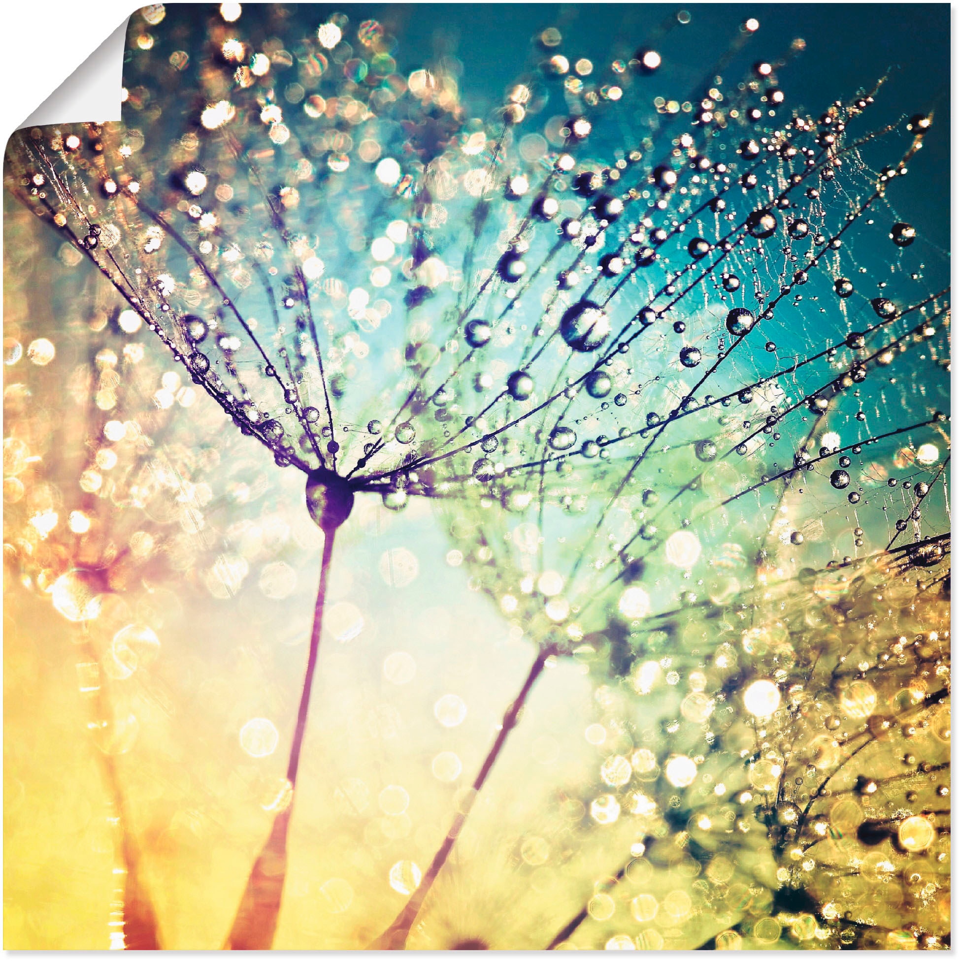 Artland Wandbild »Pusteblume Zaubertropfen« Blumen 1 Stk. tlg. als Alubild, Leinwandbild, Poster in verschied. Grössen
