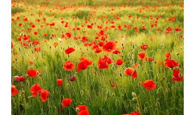 Fototapete »Field of Poppies«