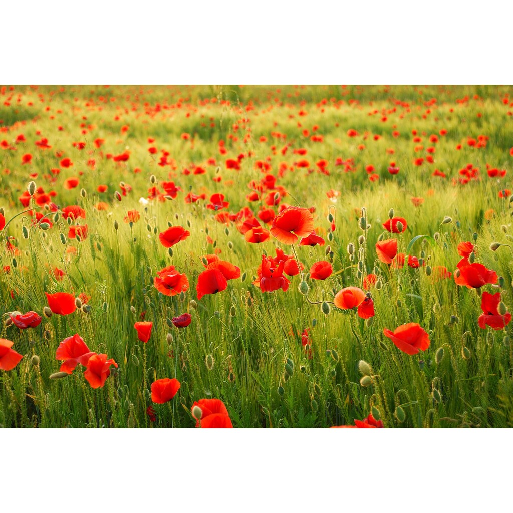 Papermoon Fototapete »Field of Poppies«