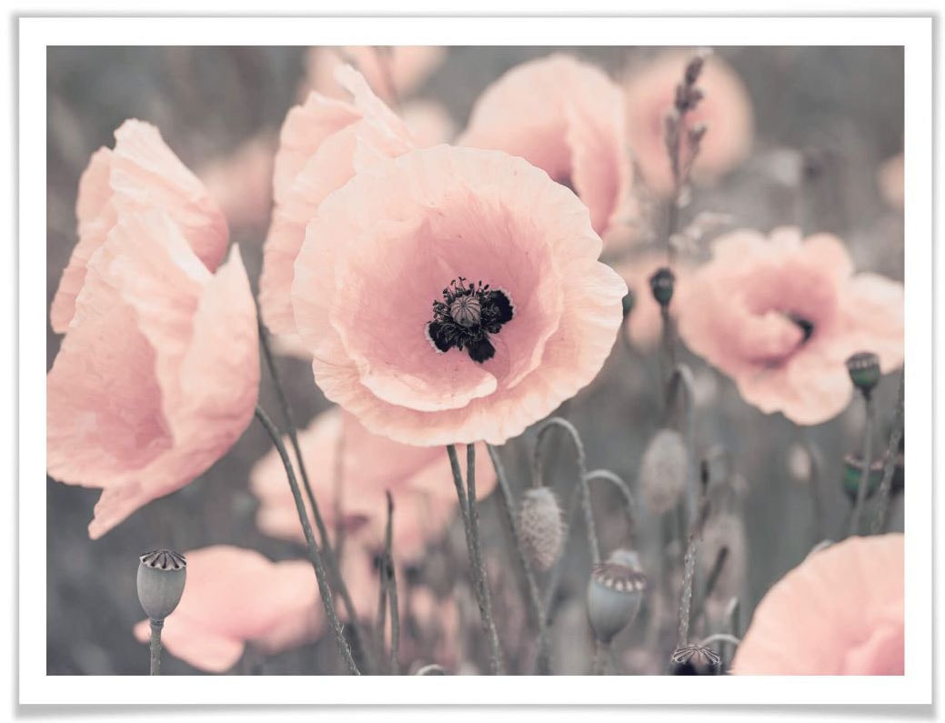 Wall-Art Poster »Rosa St.) bequem Blumen, Mohnblume«, (1 kaufen