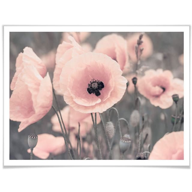 St.) »Rosa Wall-Art Mohnblume«, (1 Blumen, kaufen bequem Poster