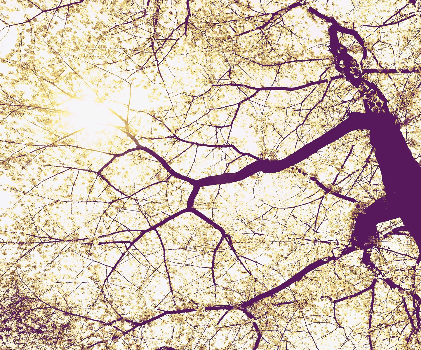 Komar Fototapete »Vlies Fototapete - Sunshine - Grösse 300 x 250 cm« Motiv | bedruckt glatt