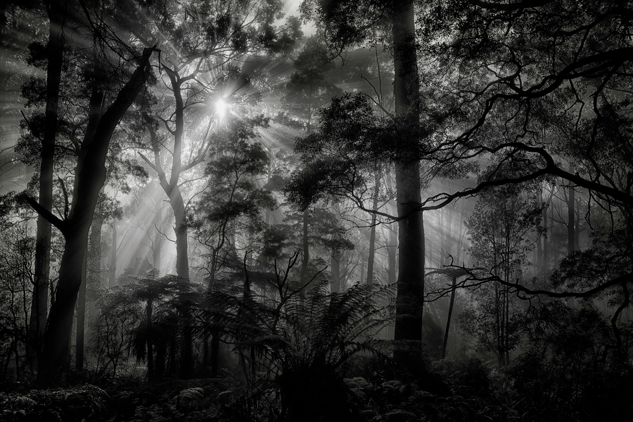 Papermoon Fototapete "Photo-Art MATHILDE GUILLEMOT, PRIMÄRWALD"