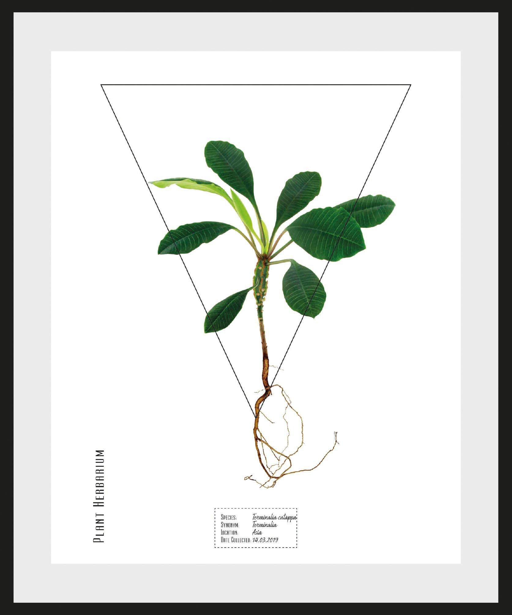 Image of andas Bild »Pflanze Terminalia catappa«, mit Rahmen bei Ackermann Versand Schweiz