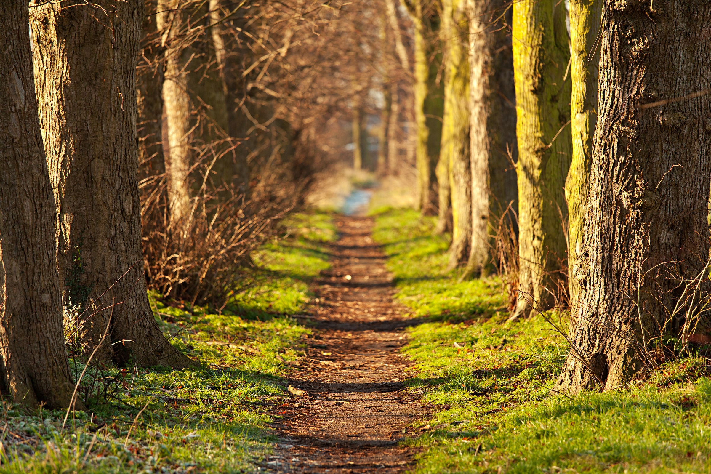 Image of Papermoon Fototapete "Forest Walk Tunnel" glatt