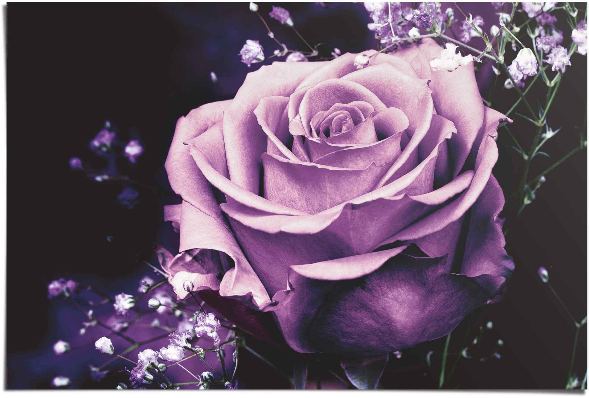 Image of Reinders! Poster »Rose auf Schwarz«, (1 St.) bei Ackermann Versand Schweiz