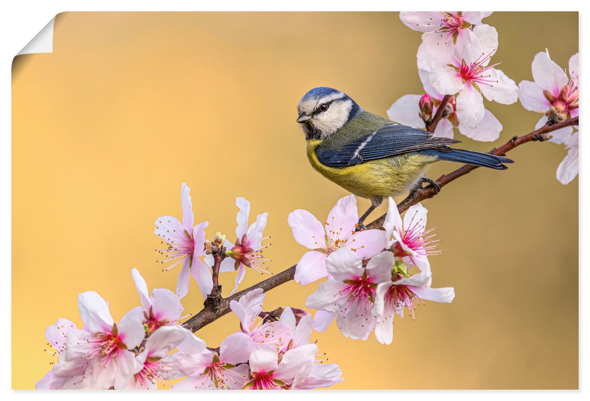 Image of Artland Wandbild "Blaumeise an Mandelblüten" Vogelbilder 1 Stk. tlg. als Alubild, Leinwandbild, Poster, Wandaufkleber in verschied. Grössen