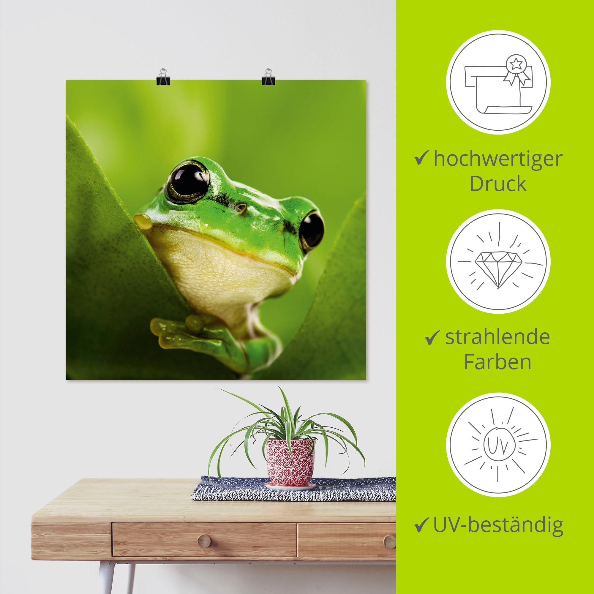 Artland Wandbild »Ausspähender Frosch« Wassertiere 1 Stk. tlg. als Leinwandbild, Poster in verschied. Grössen