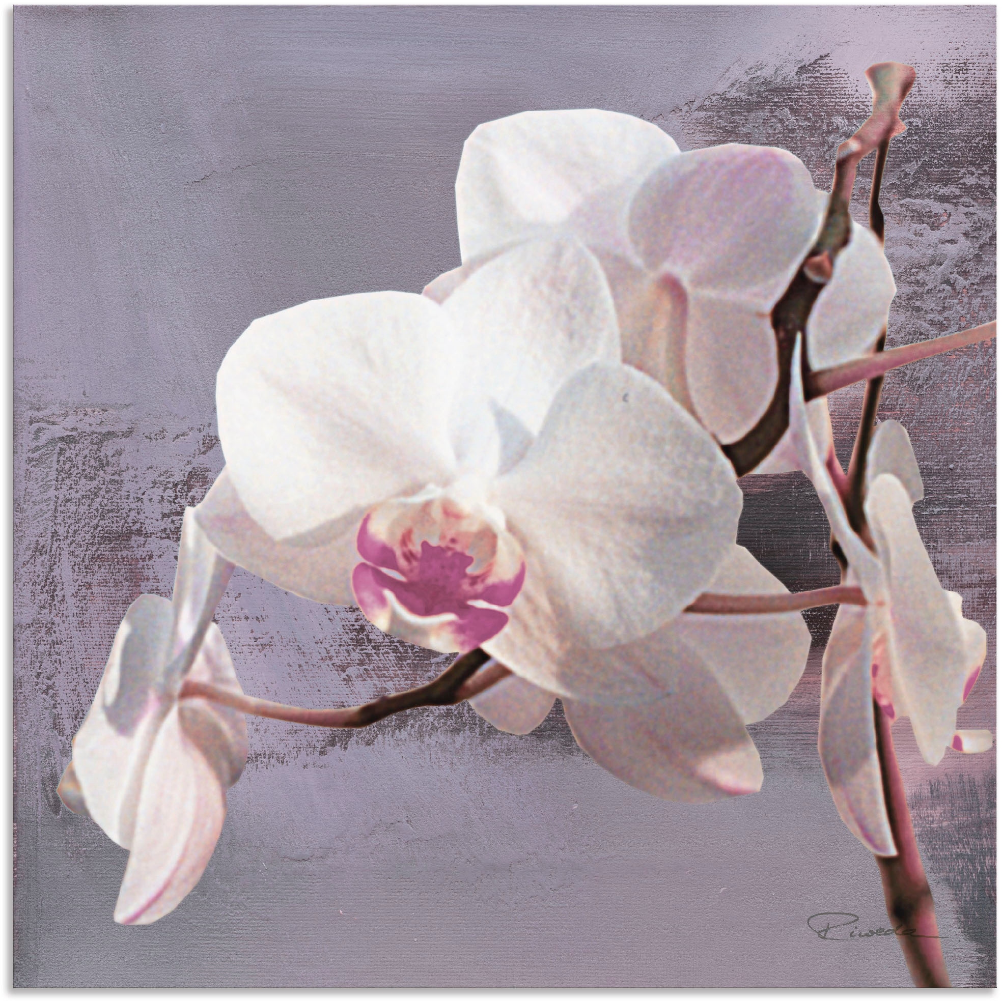 Artland Wandbild »Orchideen vor Violett I«, Blumen, (1 St.), als Alubild, Outdoorbild, Leinwandbild, Poster, Wandaufkleber