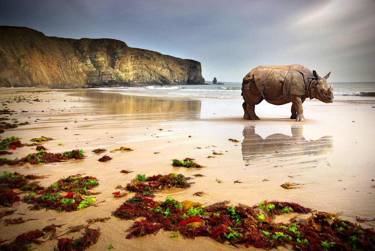 Image of Papermoon Fototapete "Strand Rino"