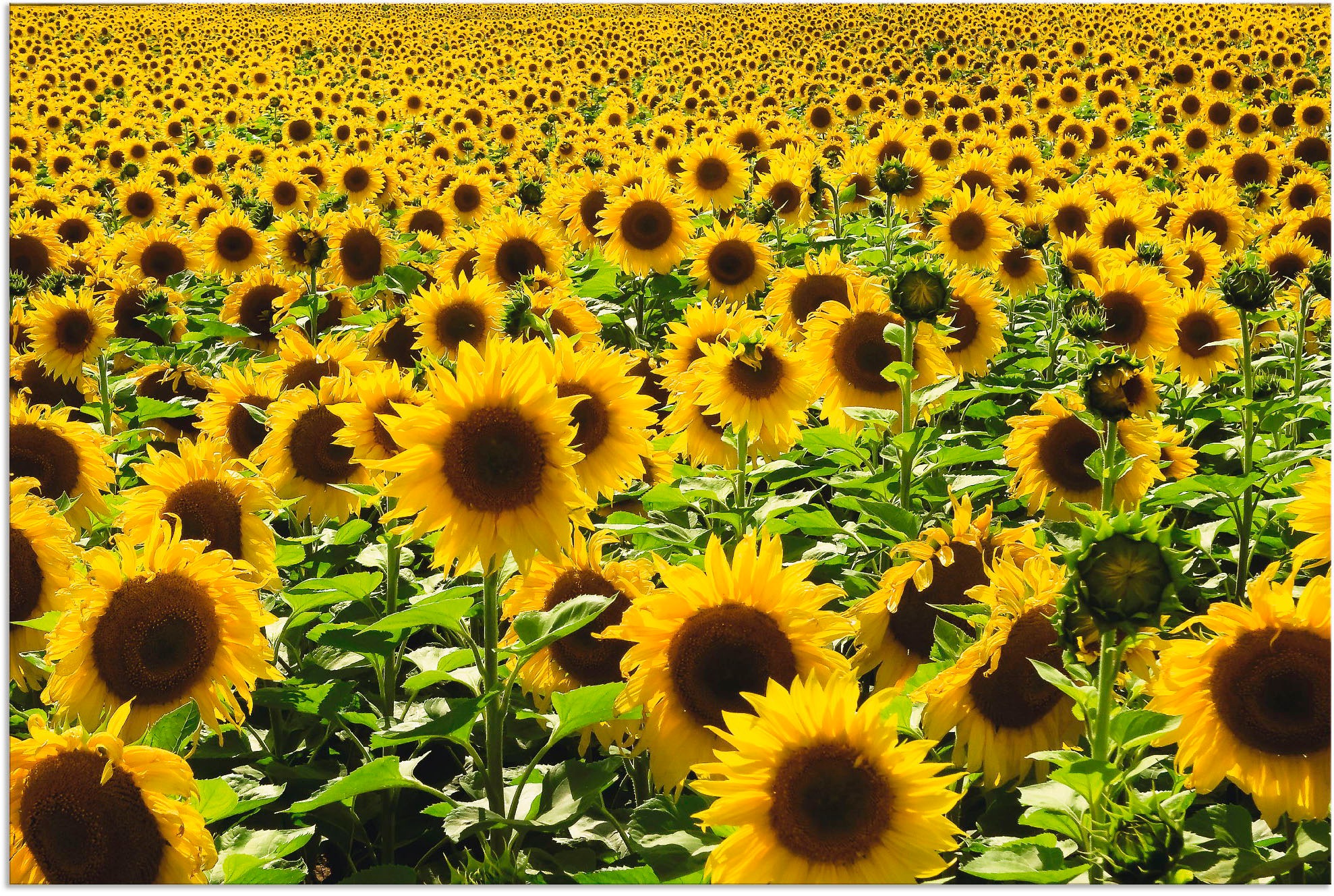 Image of Artland Wandbild "Sonnenblumenfeld" Blumen 1 Stk. tlg. als Alubild, Leinwandbild in verschied. Grössen