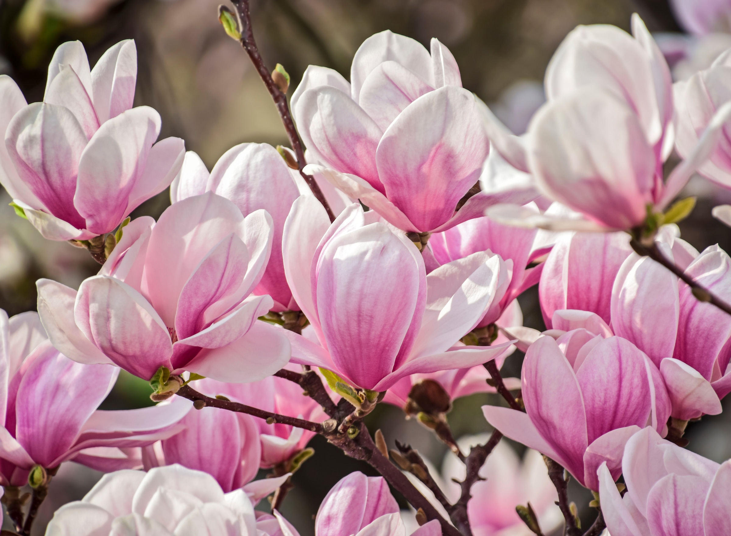 Image of Papermoon Fototapete "Magnolia Flowers" glatt