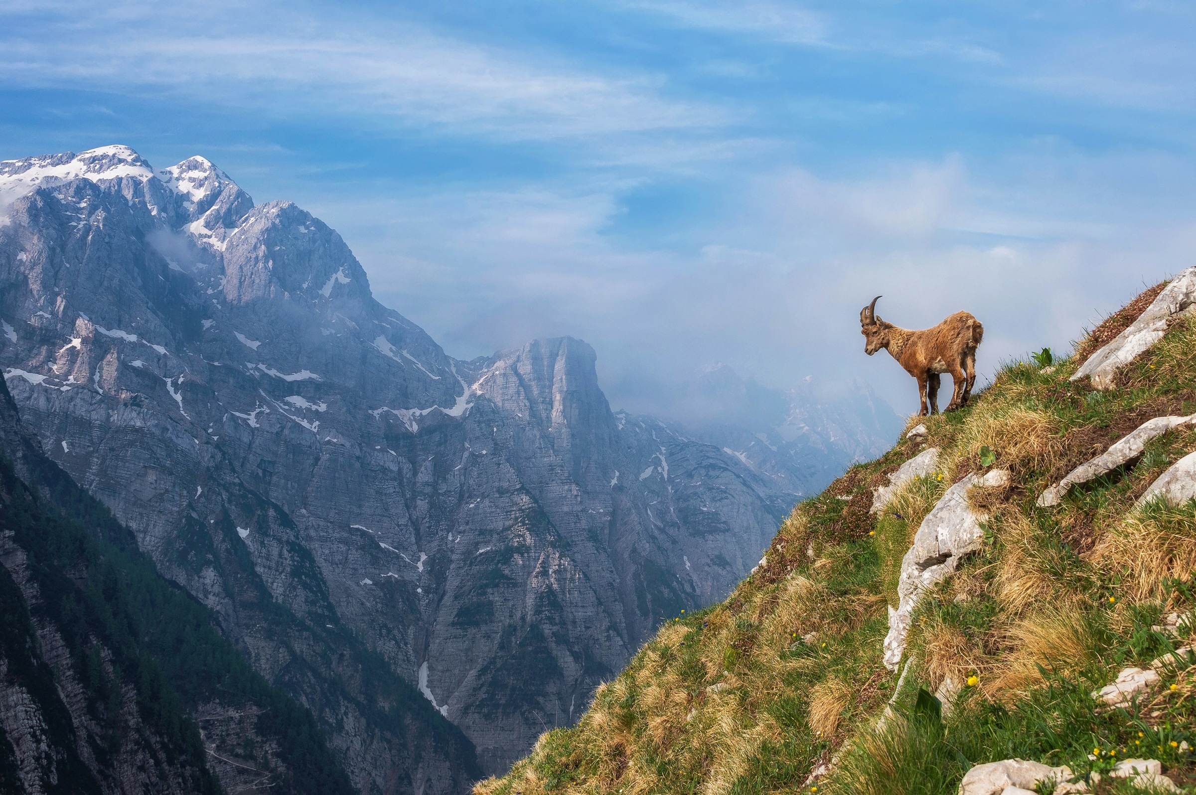Image of Papermoon Fototapete »Photo-Art ALES KRIVEC, ALPINE IBEX IN DEN BERGEN«, Vliestapete, hochwertiger Digitaldruck, inklusive Kleister bei Ackermann Versand Schweiz