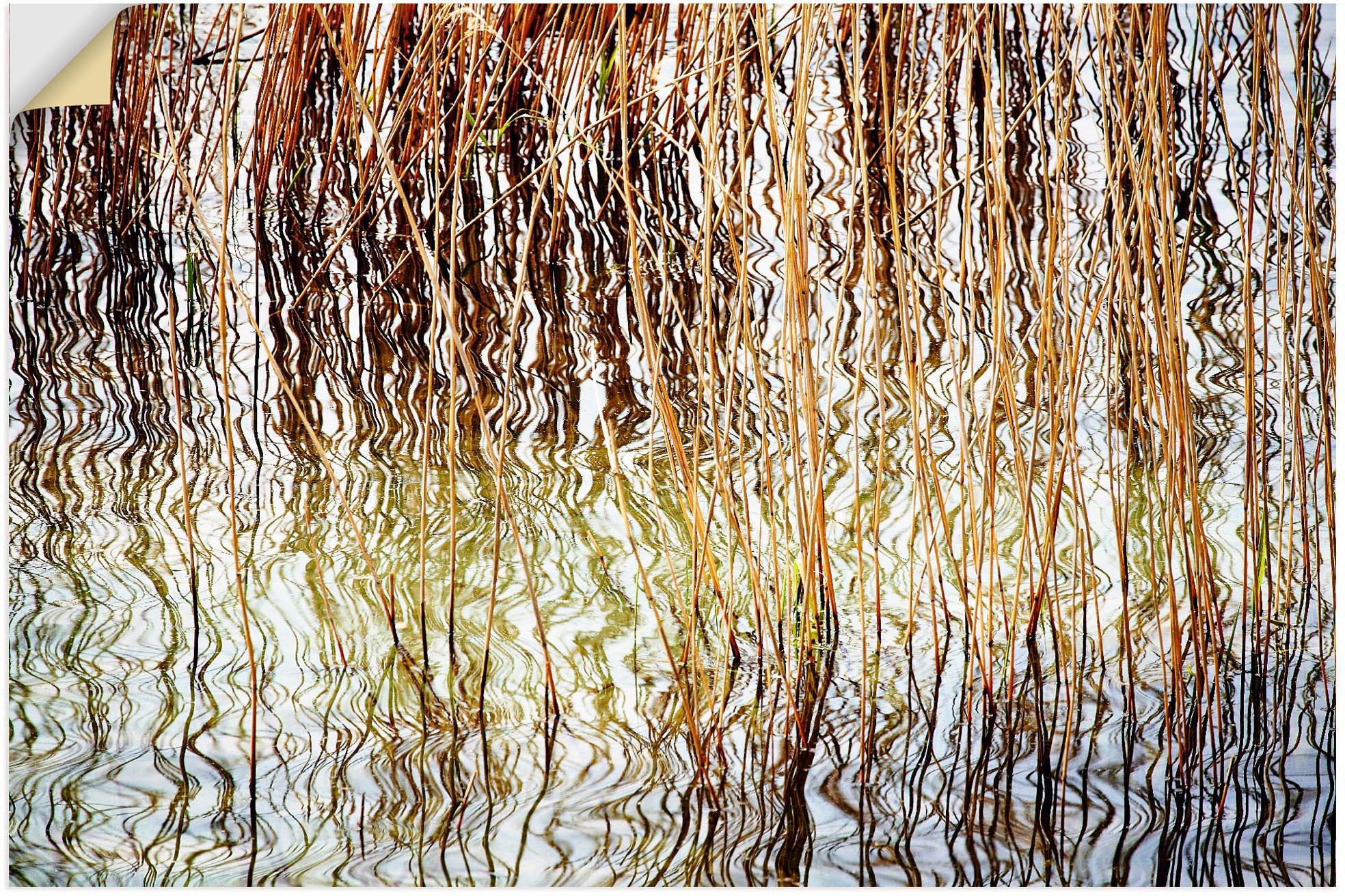 Image of Artland Wandbild »Schilfrohr«, Gräser, (1 St.), in vielen Grössen & Produktarten - Alubild / Outdoorbild für den Aussenbereich, Leinwandbild, Poster, Wandaufkleber / Wandtattoo auch für Badezimmer geeignet bei Ackermann Versand Schweiz