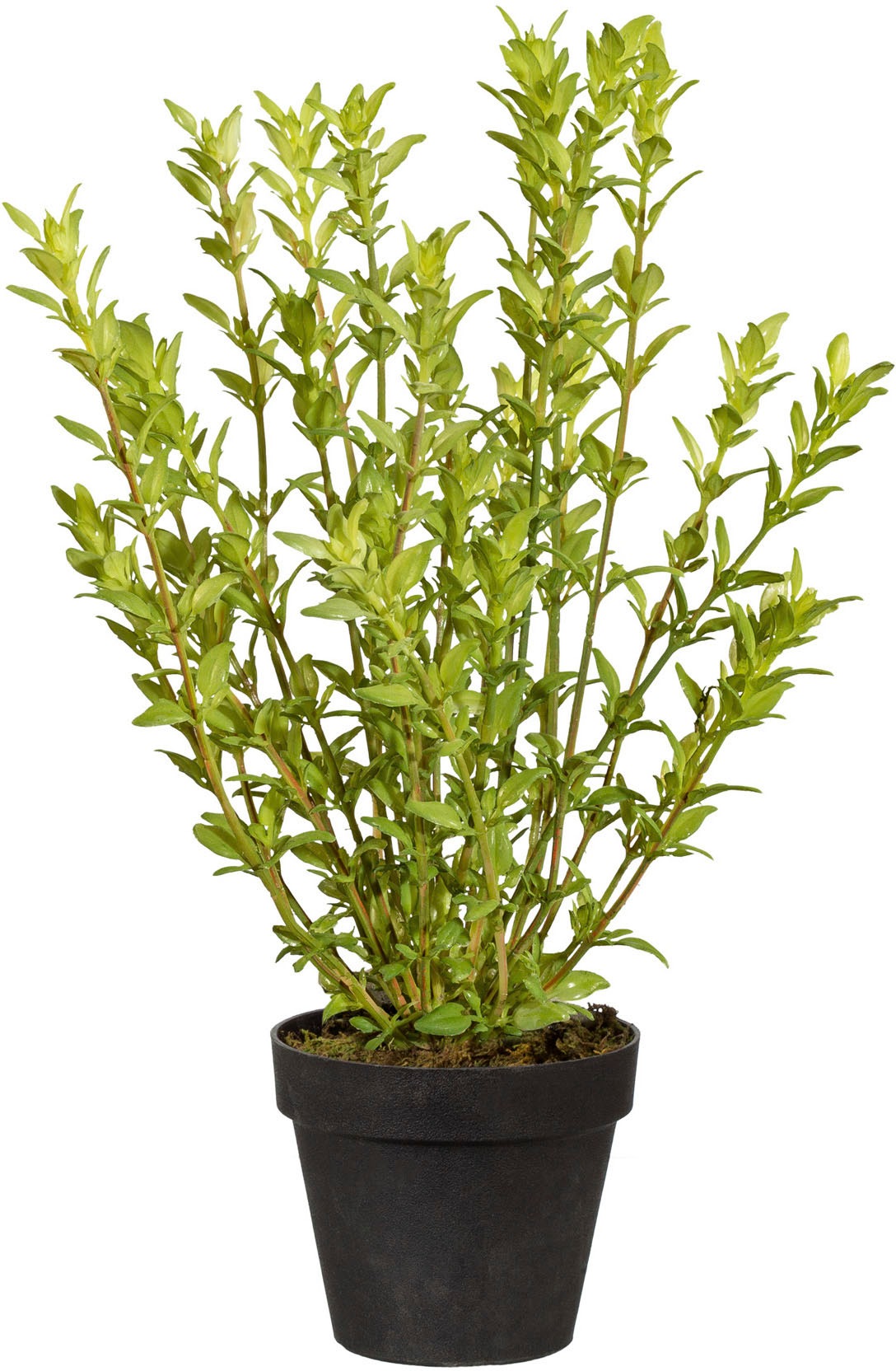 Image of Creativ green Kunstpflanze »Thymian«, (1 St.) bei Ackermann Versand Schweiz
