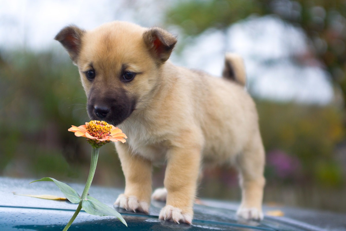 Image of Papermoon Fototapete »Hündchen«, samtig, Vliestapete, hochwertiger Digitaldruck bei Ackermann Versand Schweiz