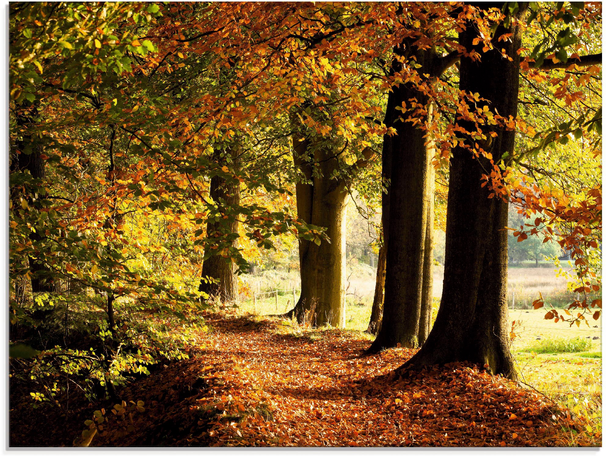 Image of Artland Glasbild »Herbstfarben«, Bäume, (1 St.) bei Ackermann Versand Schweiz