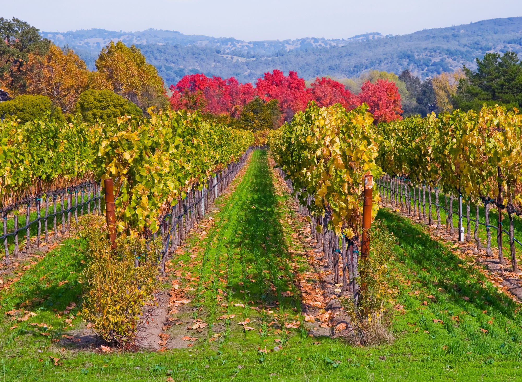 Image of Papermoon Fototapete "WEINBERG IM HERBST-WINZER REBE WEIN GEBIRGE FELD WIESE"