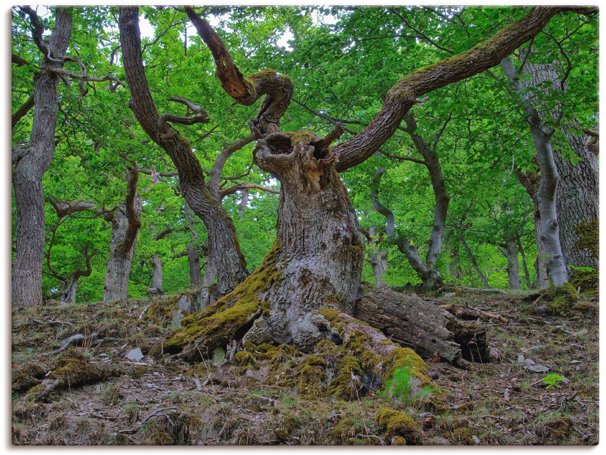 Image of Artland Wandbild »Eichen wie ein Märchenwald«, Wald, (1 St.), in vielen Grössen & Produktarten -Leinwandbild, Poster, Wandaufkleber / Wandtattoo auch für Badezimmer geeignet bei Ackermann Versand Schweiz