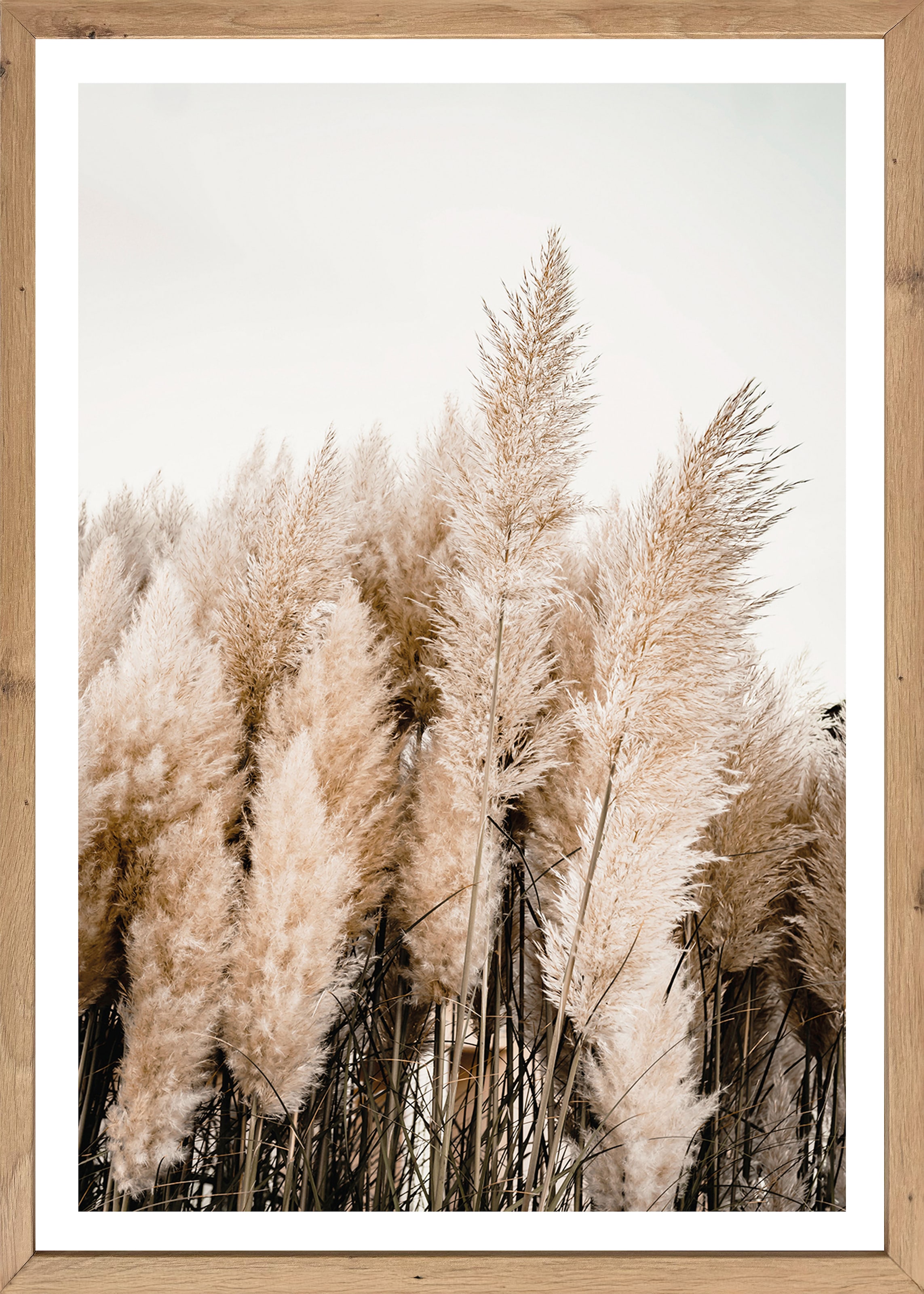 Image of Bönninghoff Bild mit Rahmen "Wandbild gerahmt PAMPASGRAS 50x70 cm – Natürliches Gräsermotiv in" Gräser Natur Pflanzen Pflanzenbilder 1 Stk. tlg. mit dekorativem Rahmen