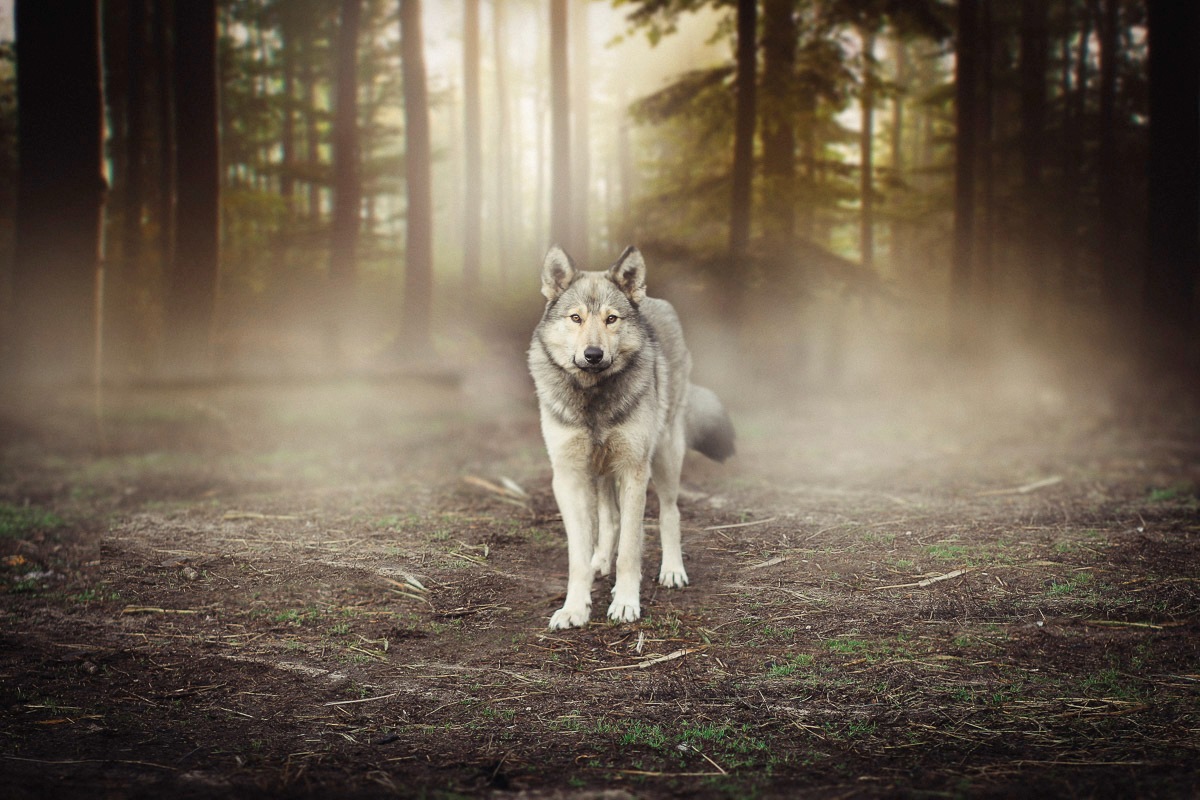 Image of Papermoon Fototapete »Wolf im Wald«, Vliestapete, hochwertiger Digitaldruck, inklusive Kleister bei Ackermann Versand Schweiz