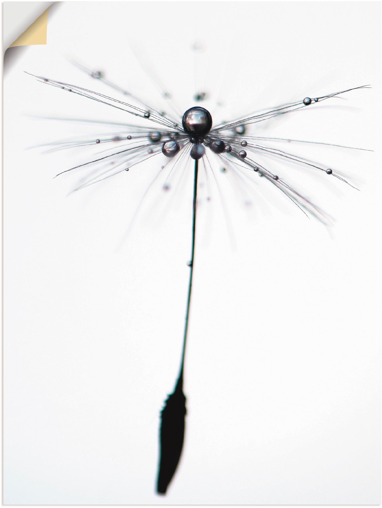 Image of Artland Wandbild »Pusteblume Alone«, Blumen, (1 St.), in vielen Grössen & Produktarten - Alubild / Outdoorbild für den Aussenbereich, Leinwandbild, Poster, Wandaufkleber / Wandtattoo auch für Badezimmer geeignet bei Ackermann Versand Schweiz