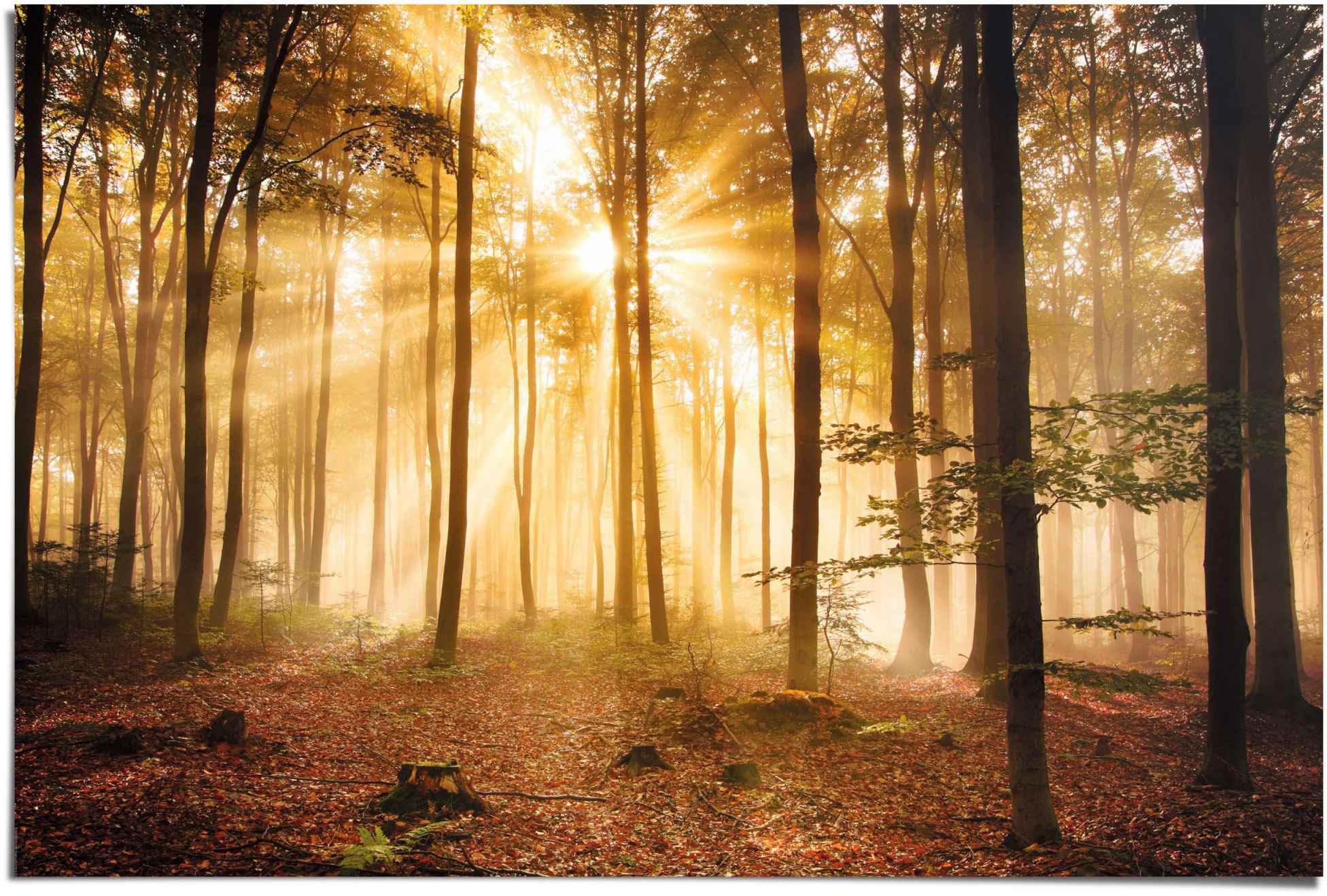 Image of Reinders Poster "Erleuchteter Wald" 1 Stk. tlg.