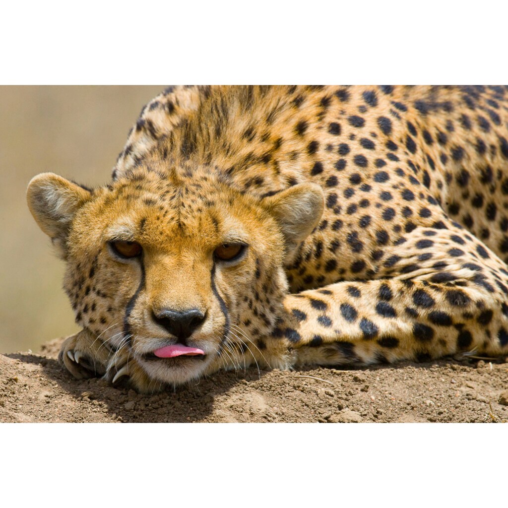 Papermoon Fototapete »Gepard-Porträt«