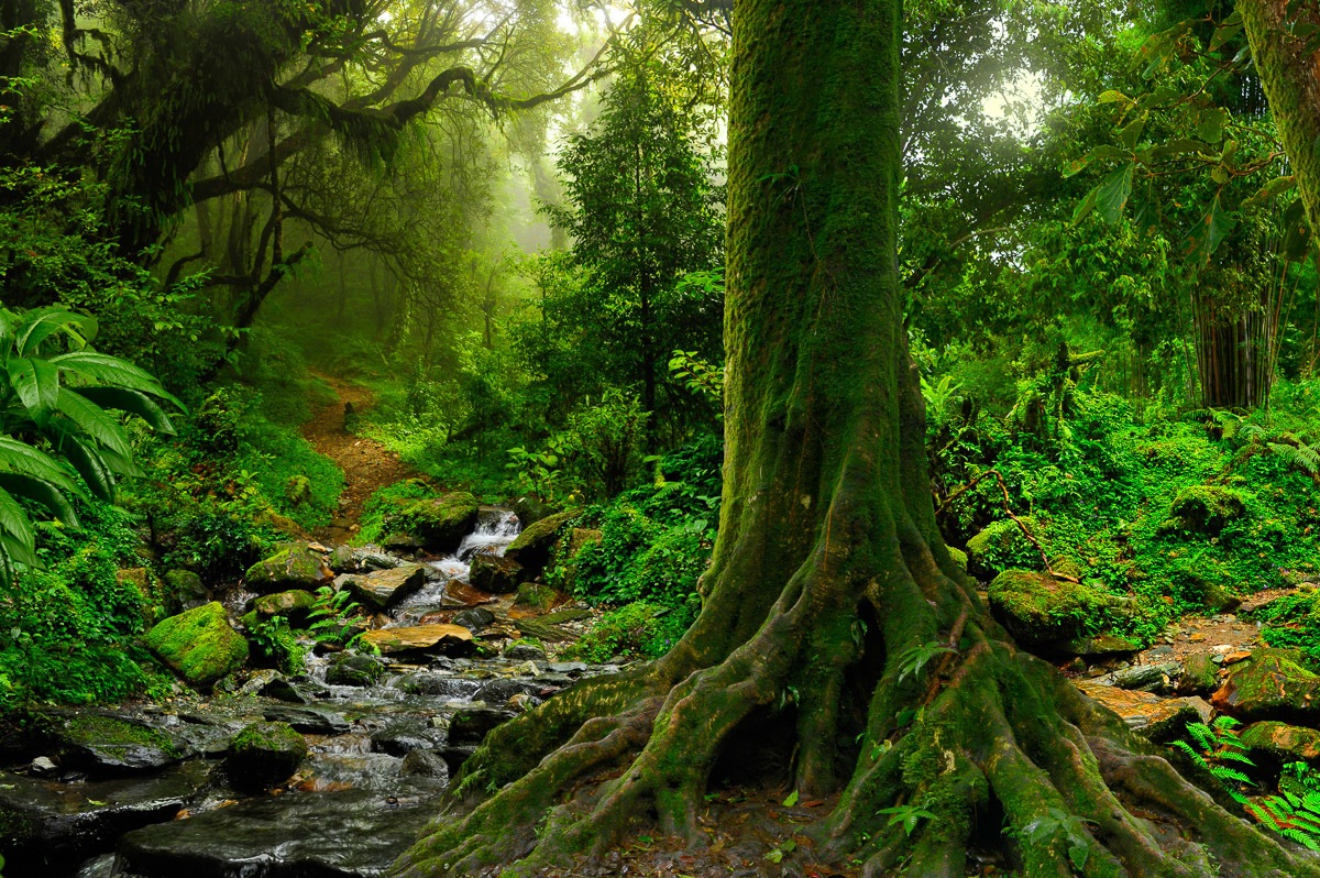 Image of Papermoon Fototapete »Tropischer Jubgle Stream«, Vliestapete, hochwertiger Digitaldruck bei Ackermann Versand Schweiz
