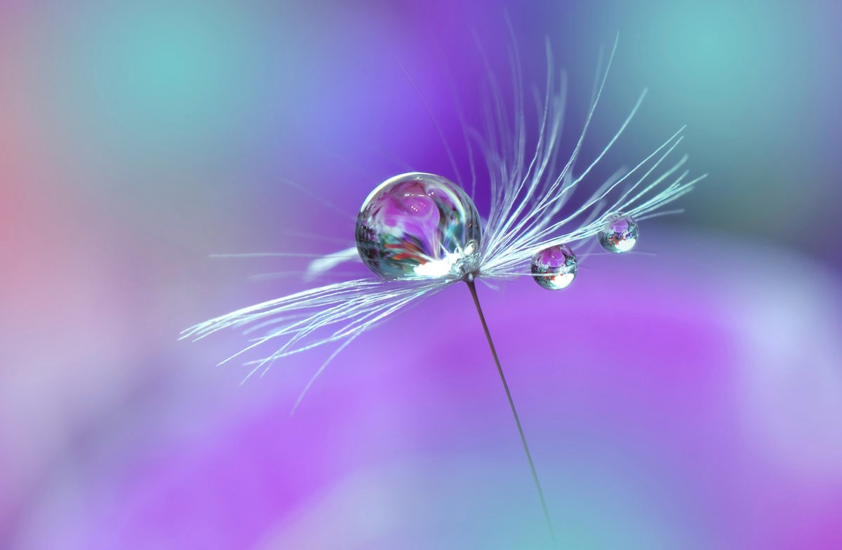 Papermoon Fototapete "Wassertropfen auf Blume"
