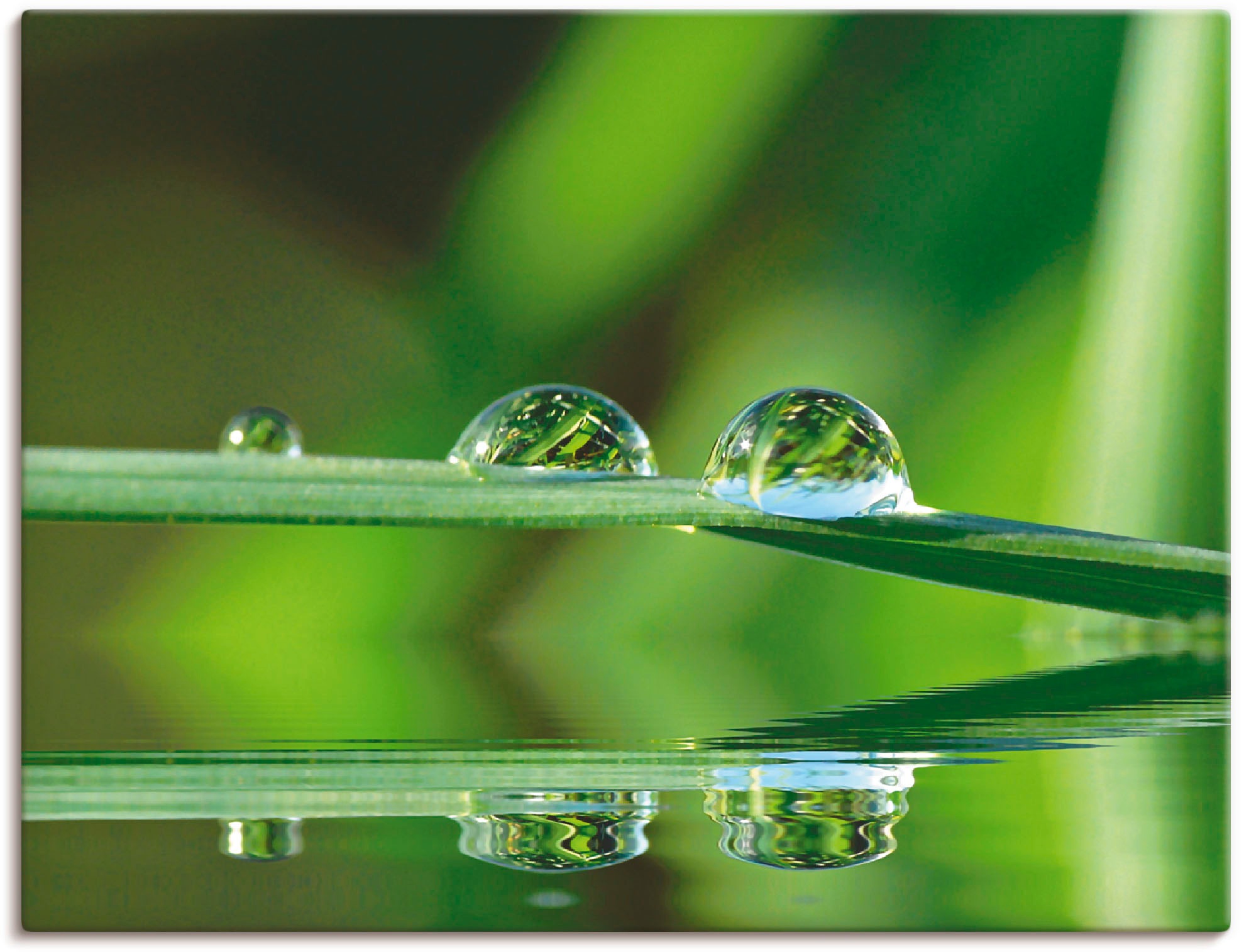 Image of Artland Wandbild »Zwei Wassertropfen«, Gräser, (1 St.), in vielen Grössen & Produktarten -Leinwandbild, Poster, Wandaufkleber / Wandtattoo auch für Badezimmer geeignet bei Ackermann Versand Schweiz