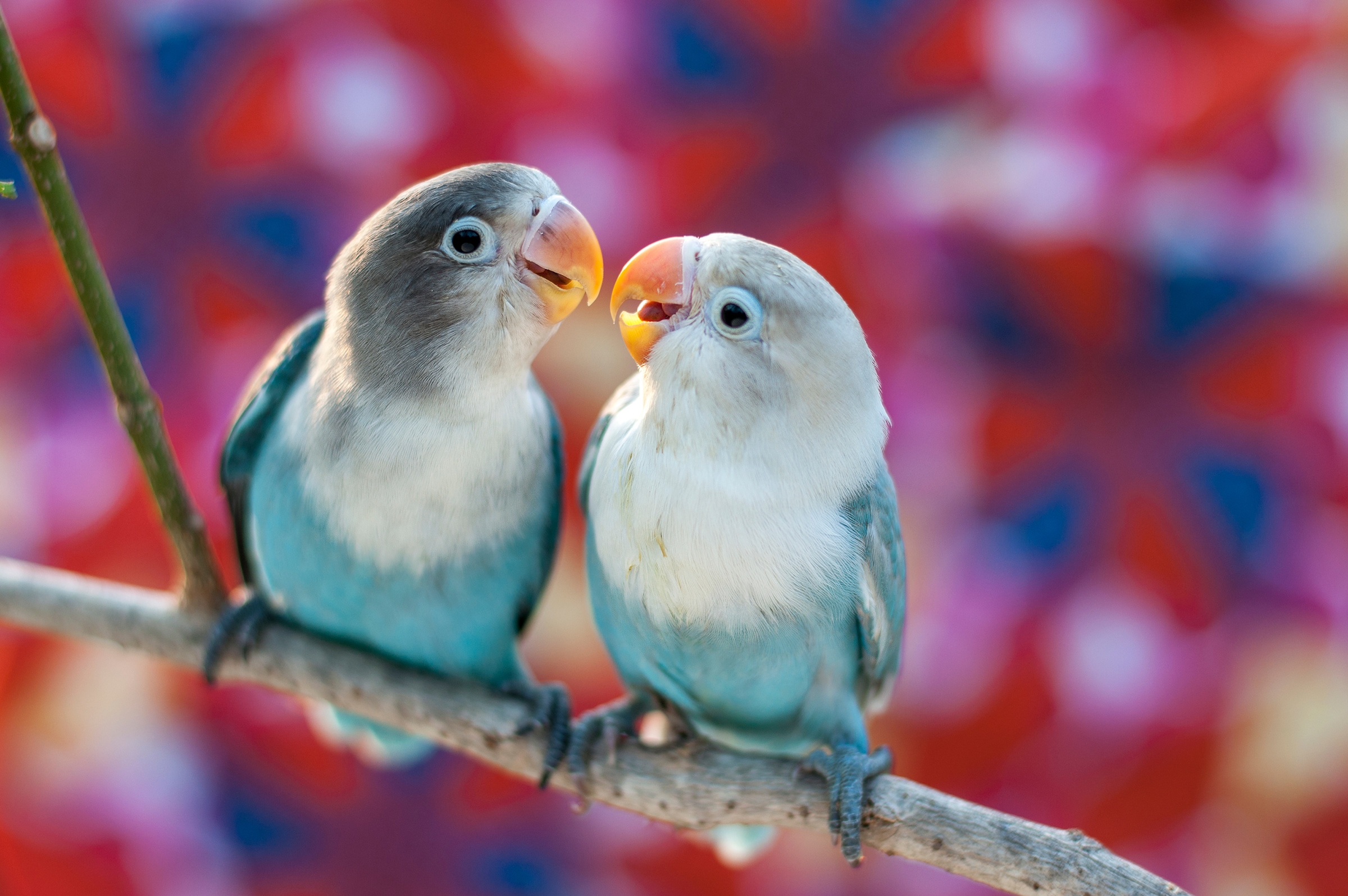 Image of Papermoon Fototapete "Love Birds" glatt