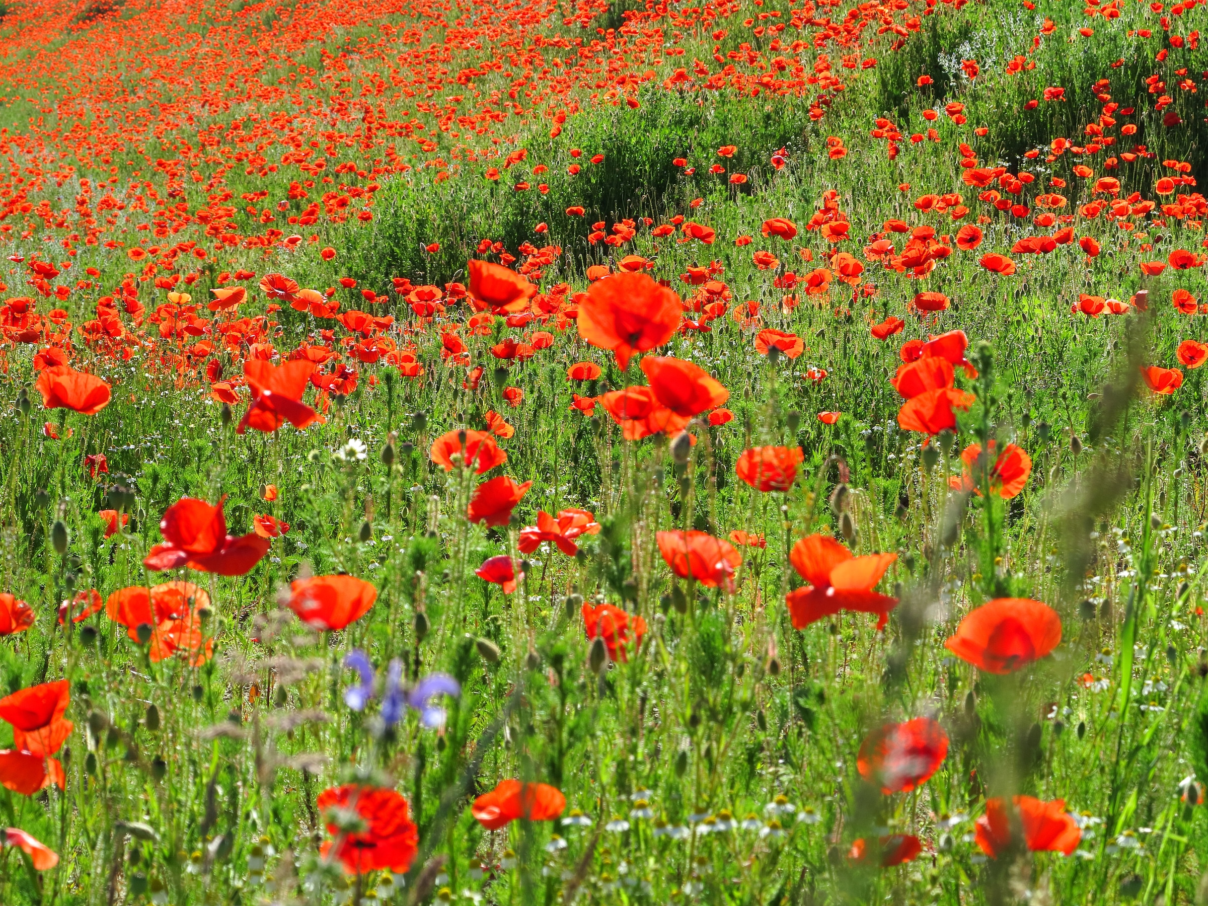 Image of Papermoon Fototapete »Red Poppa Field« bei Ackermann Versand Schweiz