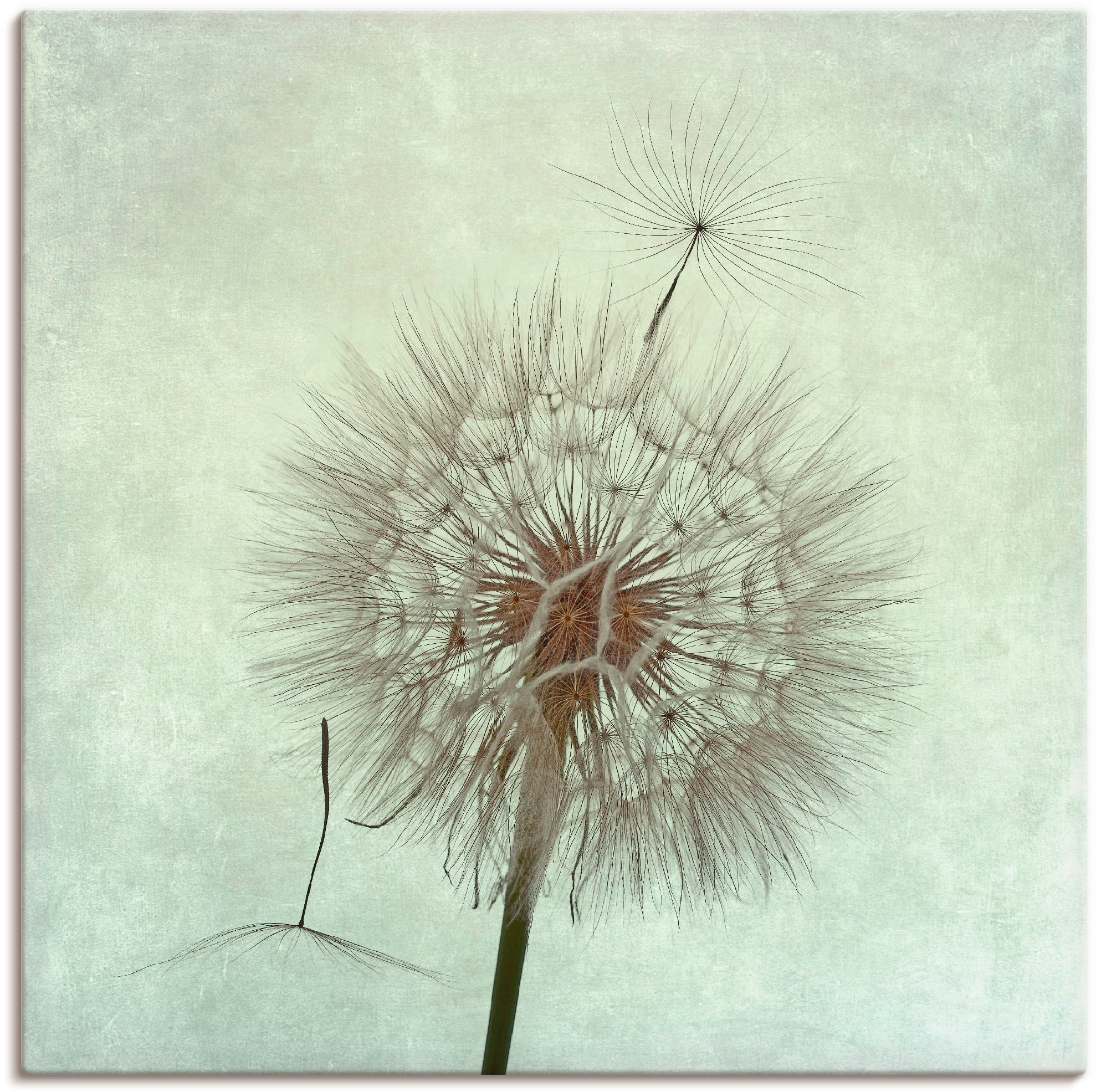 Image of Artland Leinwandbild "Pusteblume II" Blumen 1 Stk. tlg. auf Holzrahmen gespannt